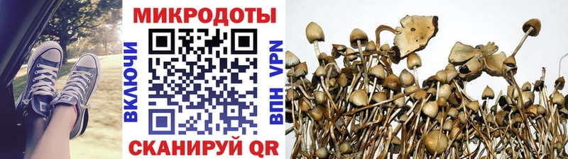 Псилоцибиновые грибы Cubensis Венёв